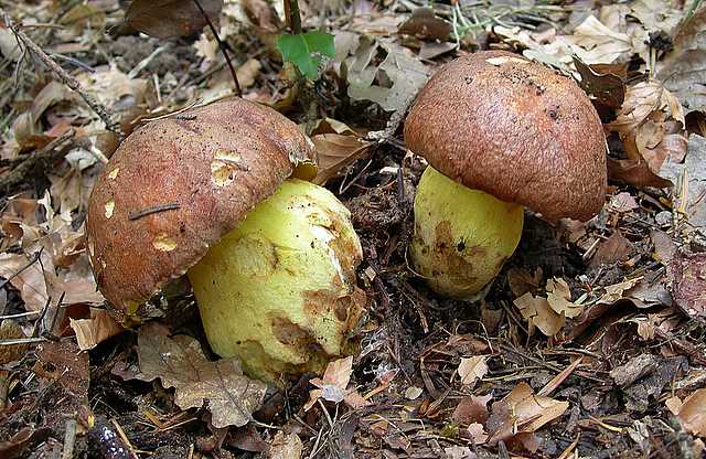 2005 :  Un anno di funghi